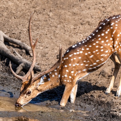 Wildlife and Nature