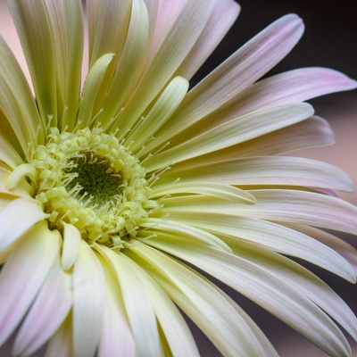 Flowers and Plants